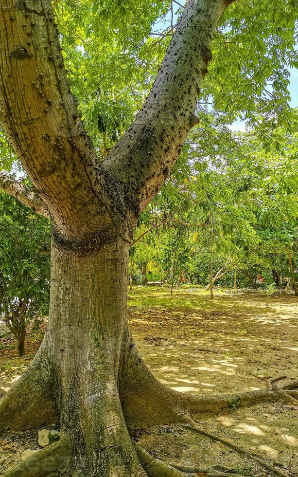 Huge beautiful Kapok tree Ceiba tree with spikes in Mexico. photo