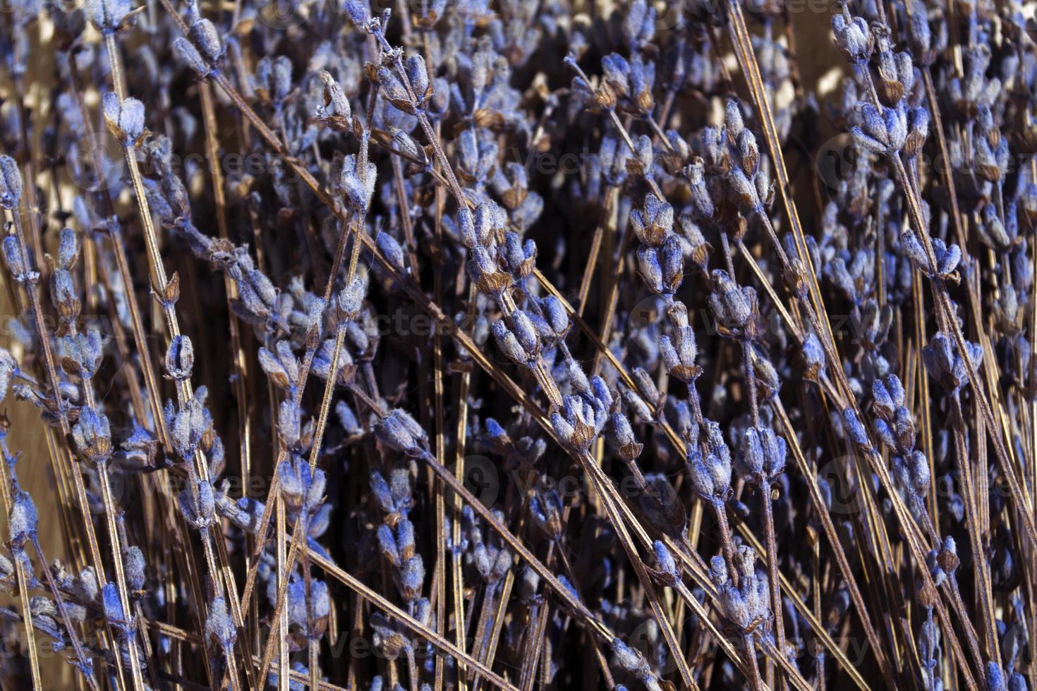 Background, texture, dried lavender. photo