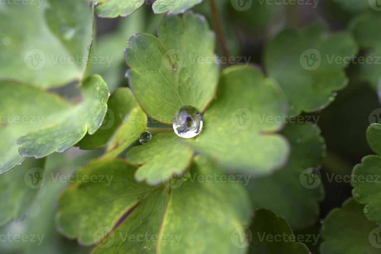 A light drop of water after rain on the green leaves of flowers. A drop of water close-up in the garden. photo
