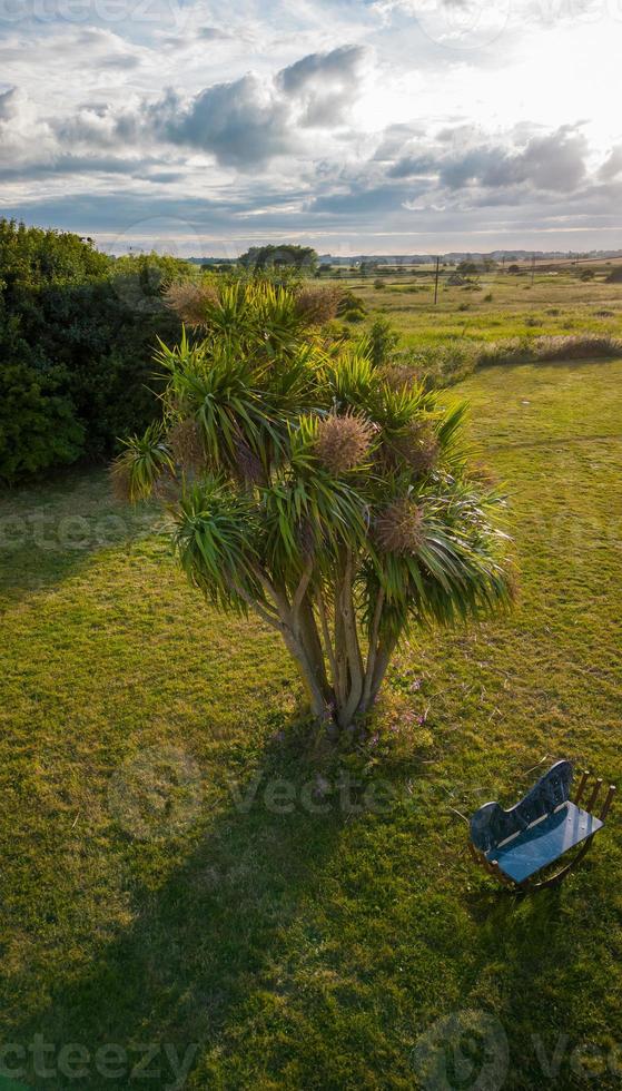 This cordyline tree at Felixstowe Ferry in Suffolk has a beautiful stone bench next to it. photo