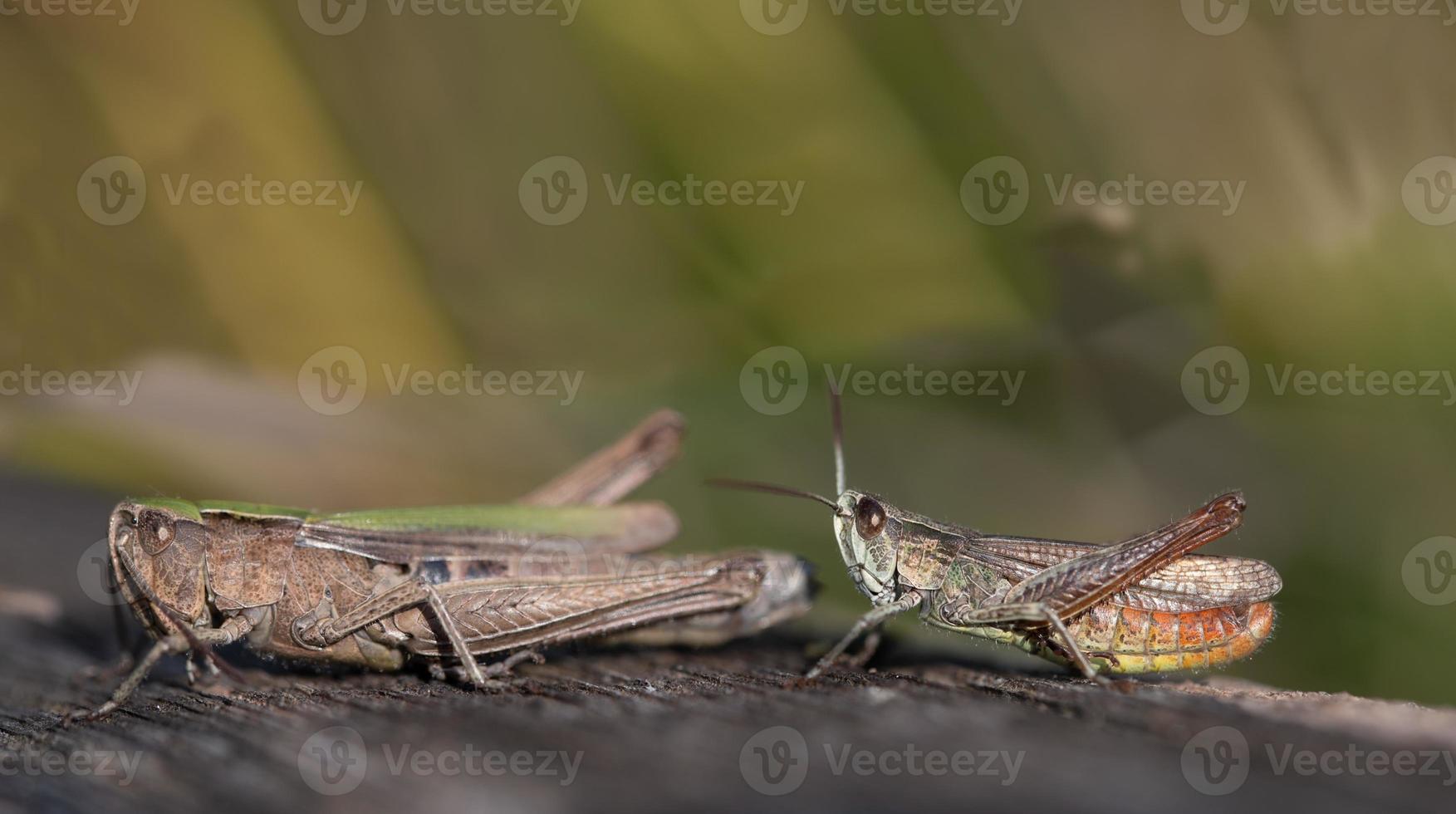 A male and a female grasshopper sit one behind the other in front of a green background on a dark surface photo
