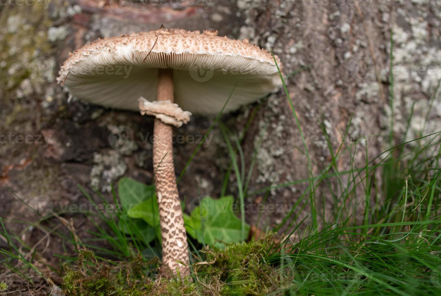 A wild growing large mushroom with a long thin stalk, growing out of the mos, in front of a tree trunk photo
