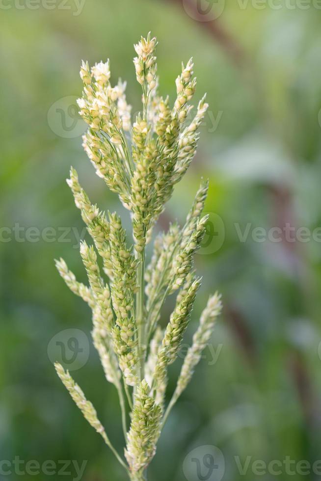 Close up of the seeds of a millet plant. The millet grows in the field