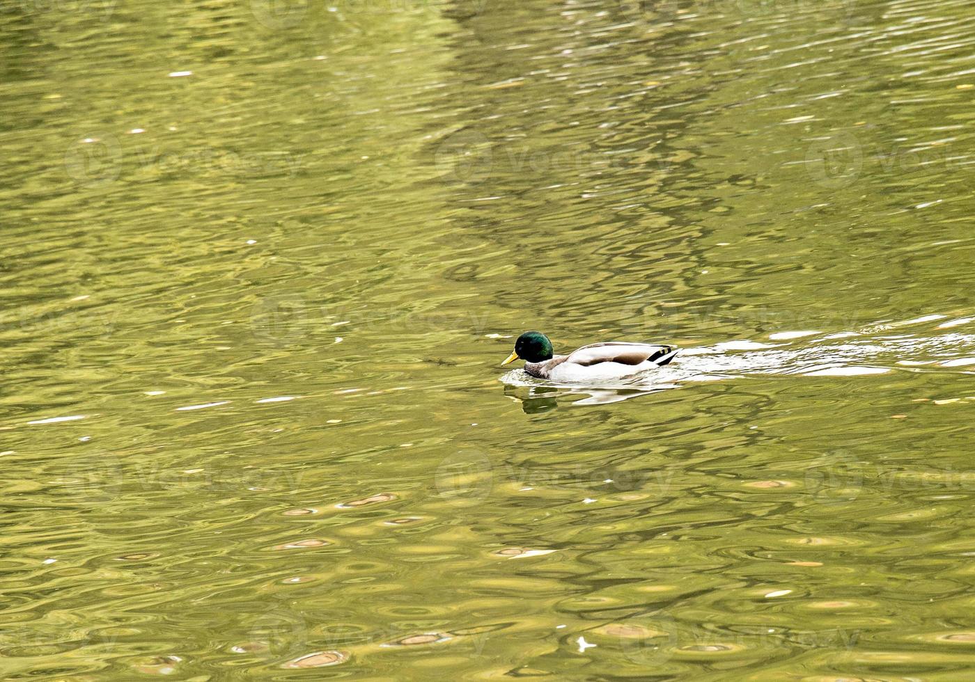 A duck swims in a pond. Bird survival, nature care, environment ecology concept, fauna ecosystem