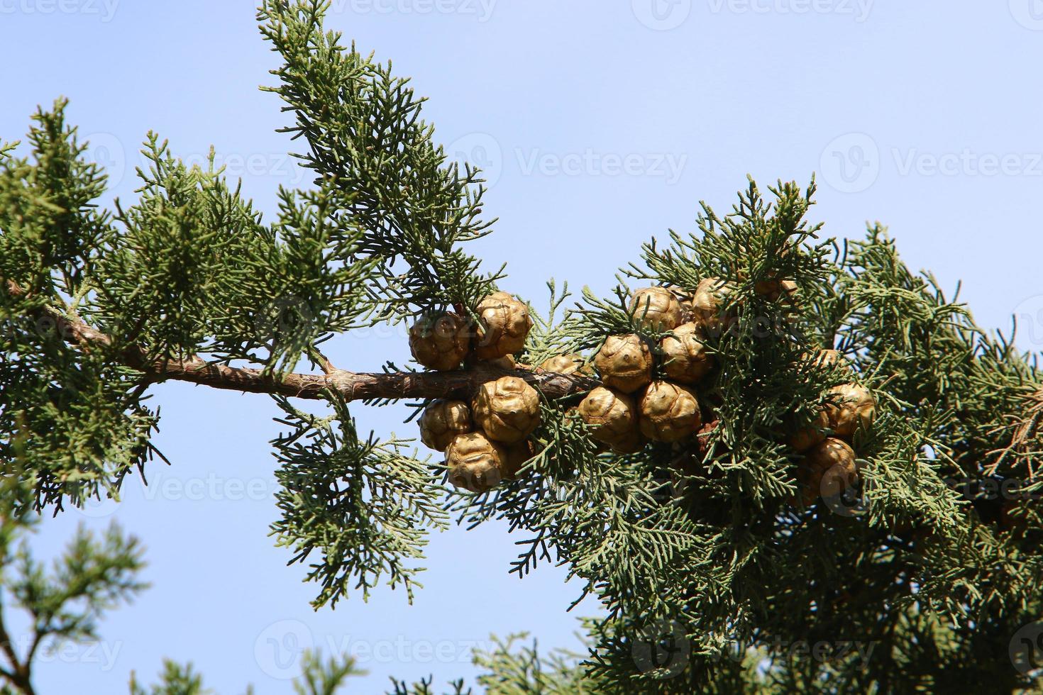 Cones on the branches of a Lebanese cedar in a city park in northern Israel. photo