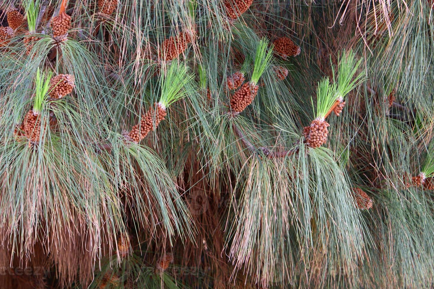 Cones on the branches of a Lebanese cedar in a city park in northern Israel. photo