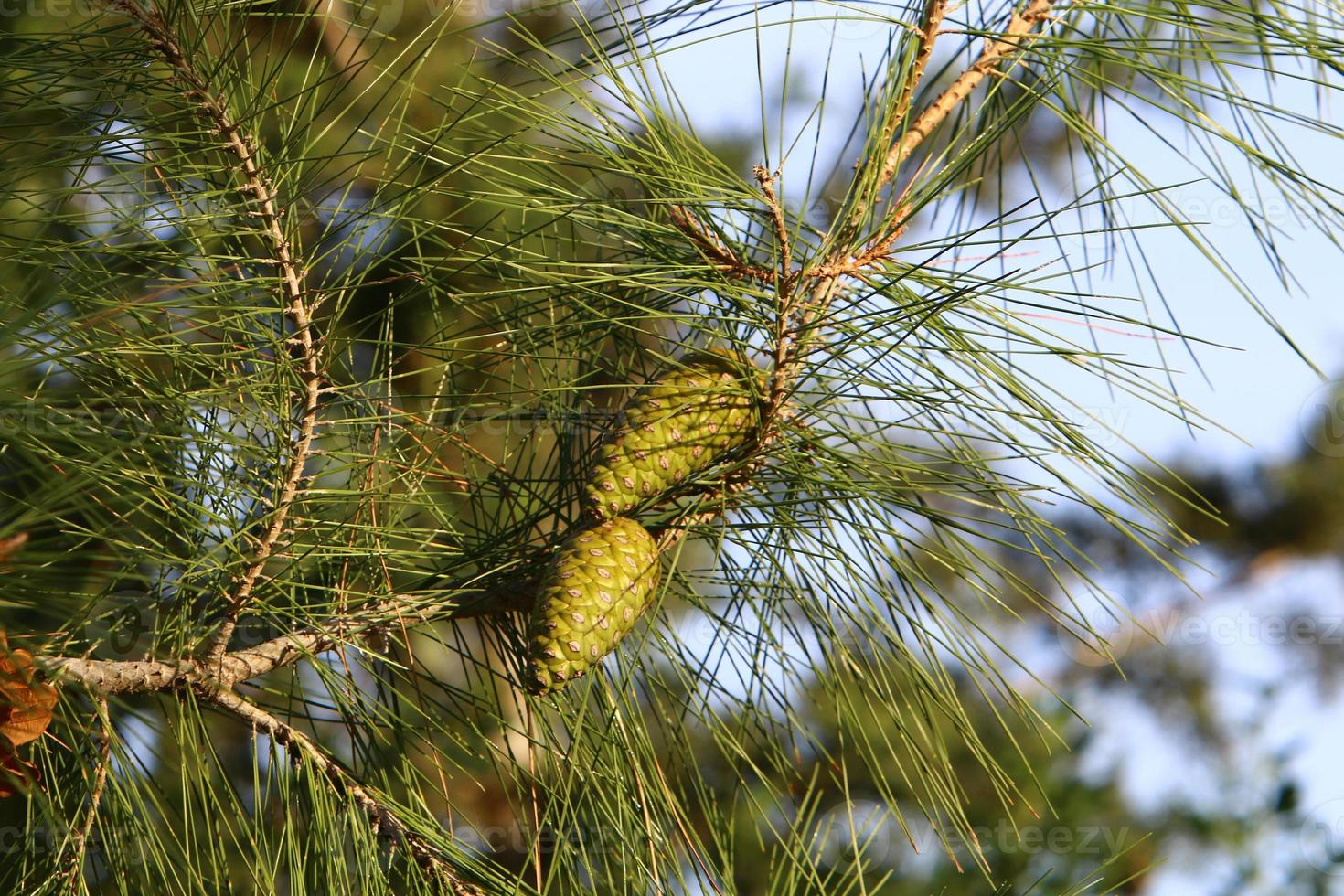 Cones on the branches of a Lebanese cedar in a city park in northern Israel. photo