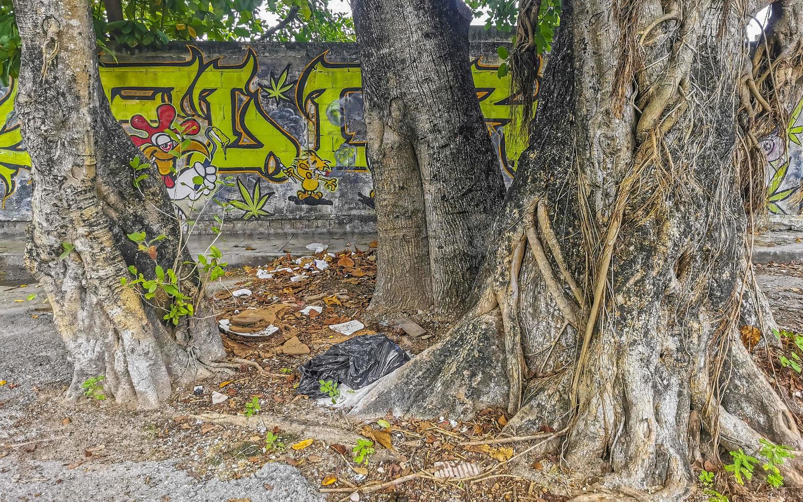 enorme hermoso ficus maxima higuera playa del carmen mexico. foto