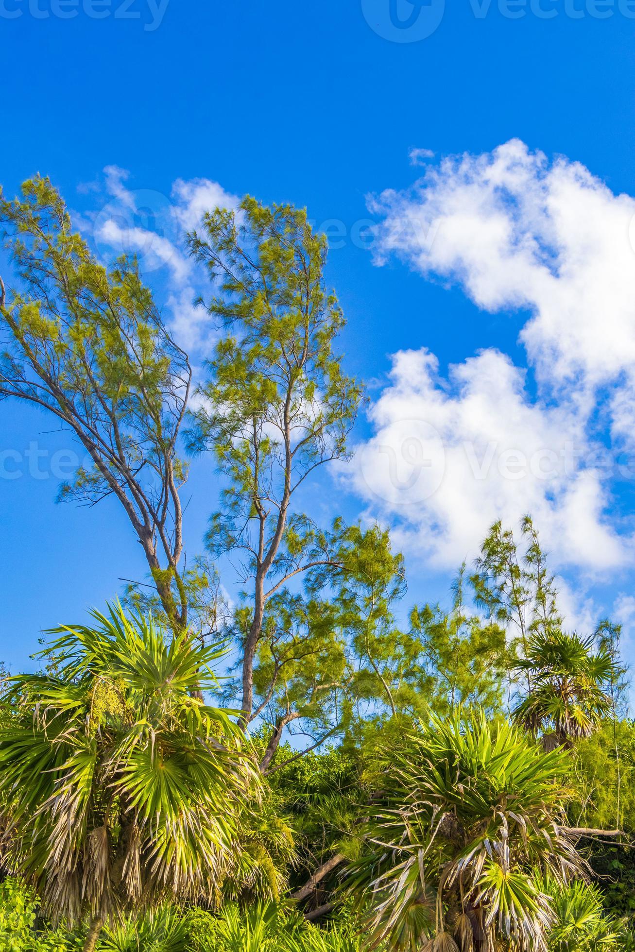 Caribbean beach fir palm trees in jungle forest nature Mexico. 12849629