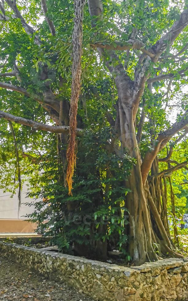 Huge beautiful Ficus maxima Fig tree Playa del Carmen Mexico. photo