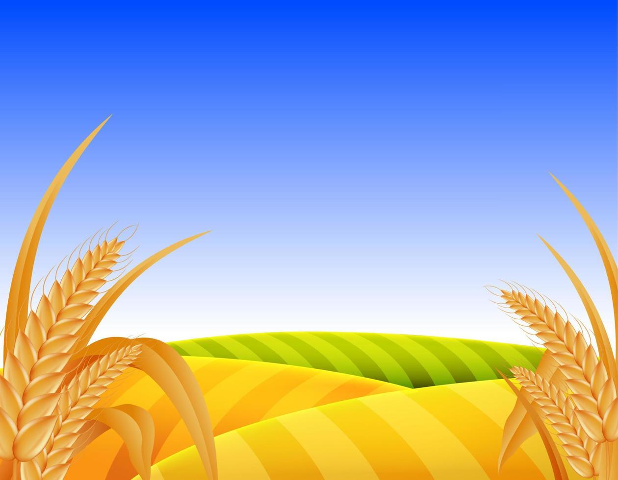 wheat field landscape vector