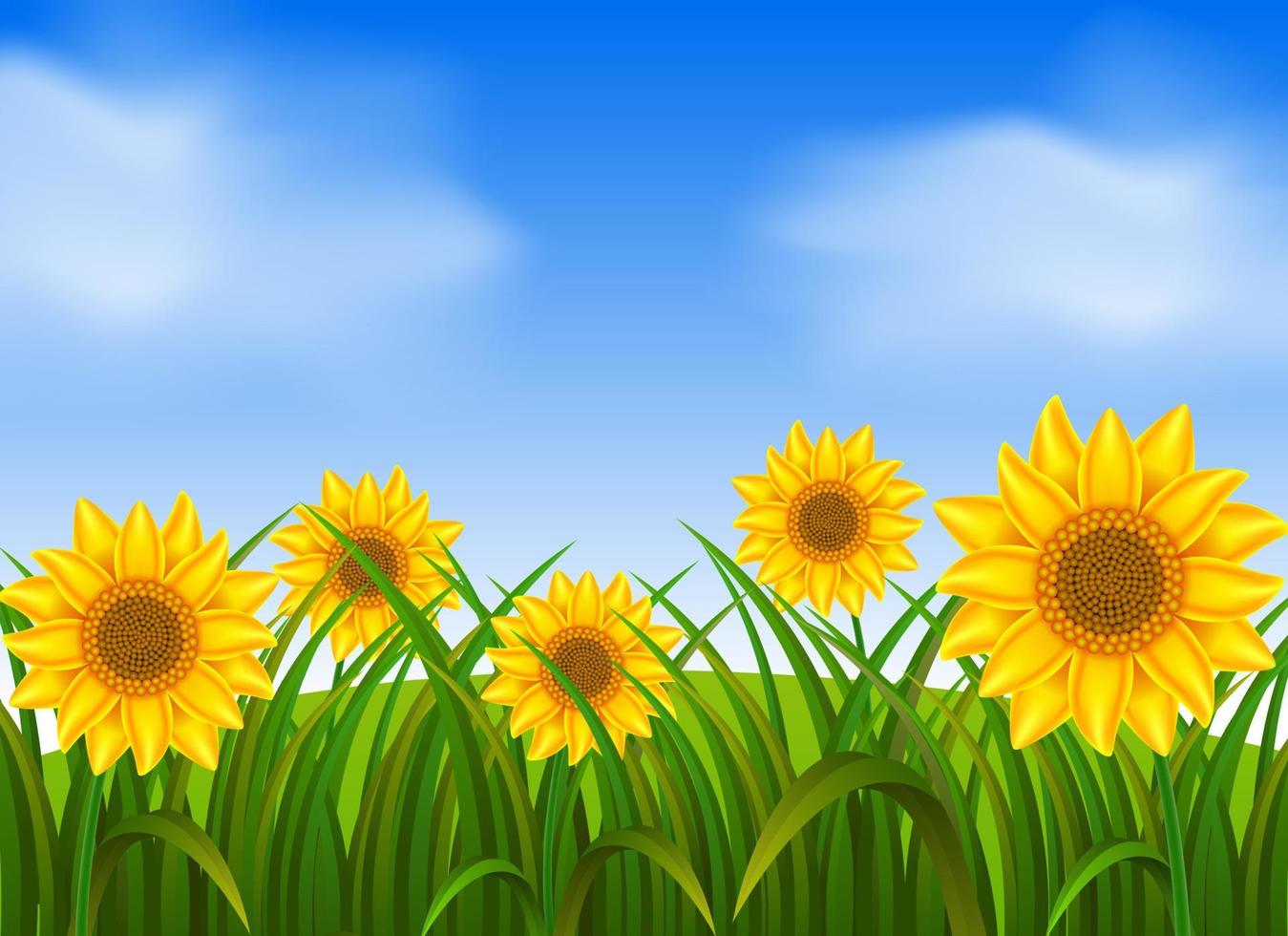 Background scene with sunflowers in garden vector