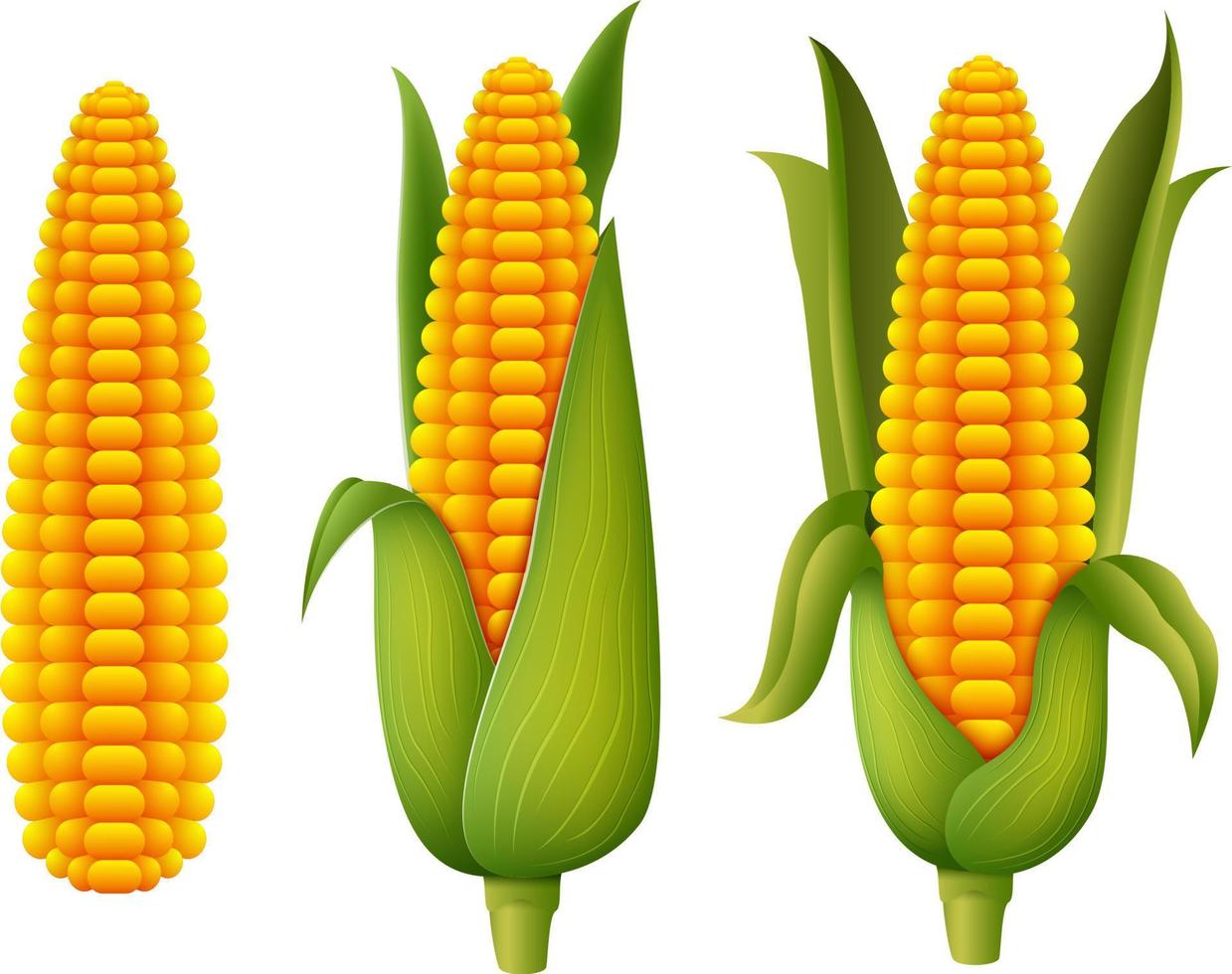 Fresh corn  cartoon of illustration vector