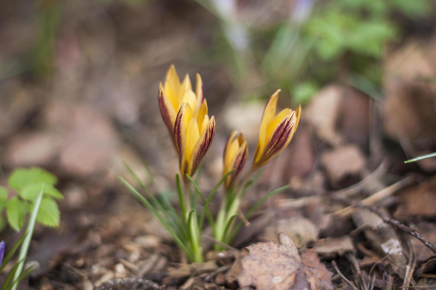 un grupo de las primeras flores de primavera en el bosque, cuentas de flores abiertas en un suelo marrón sin hierba, crocos de azafrán creciendo en el suelo en un día soleado de primavera temprana foto