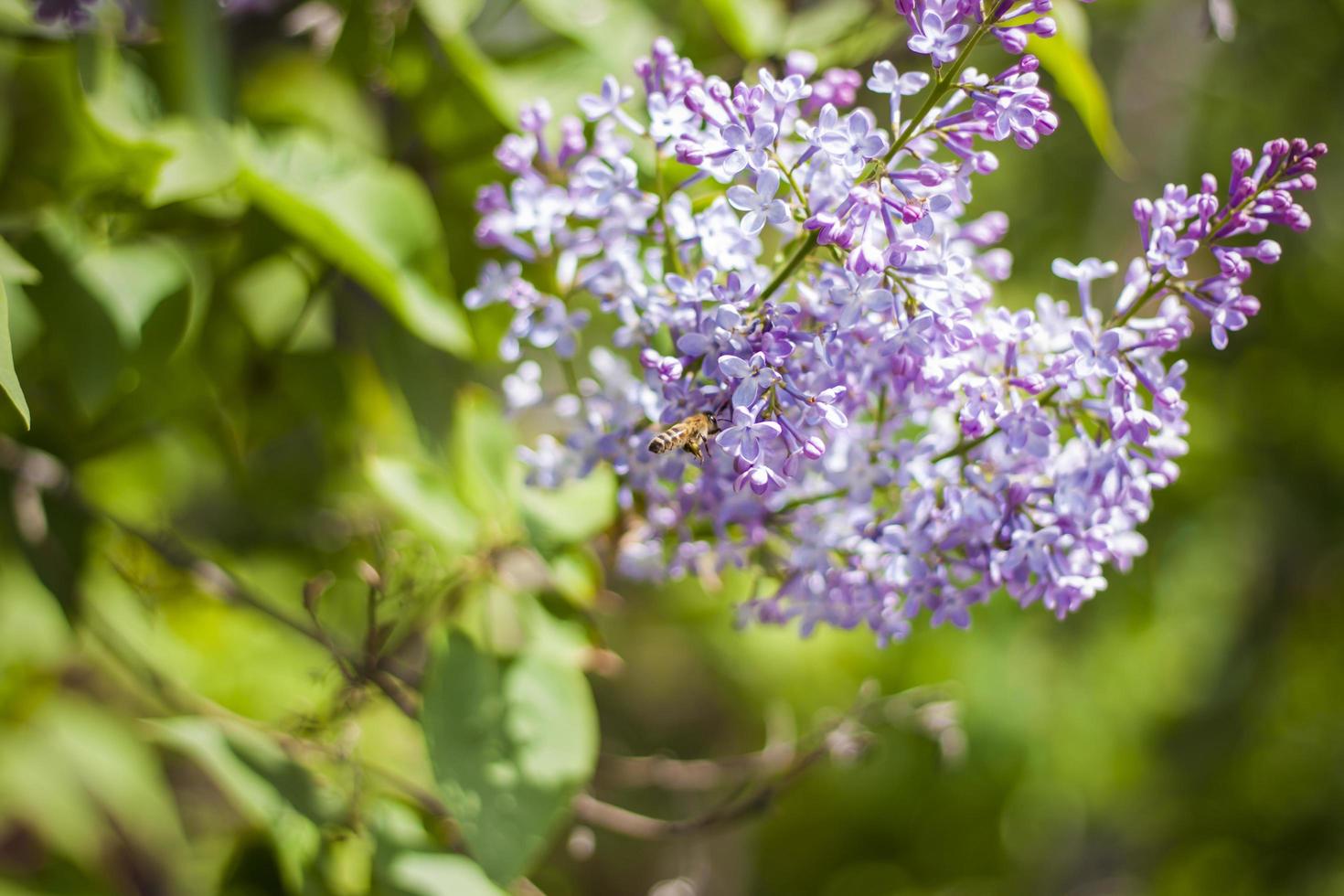 beautiful branches of lilac flowers on a green background, natural spring background, soft selective focus. photo