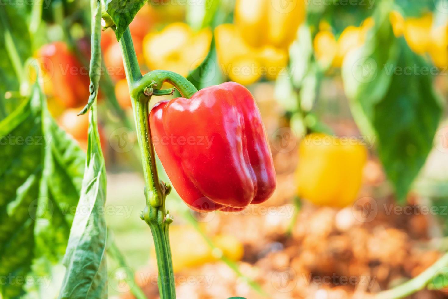 planta de pimiento rojo que crece en un jardín orgánico 12852543 Foto