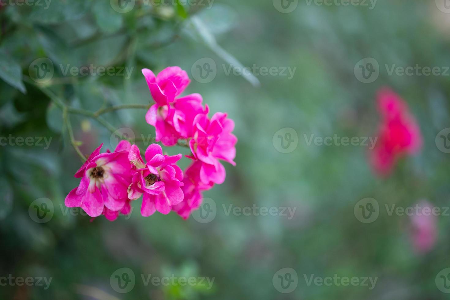 Beautiful colorful pink roses flower in the garden photo