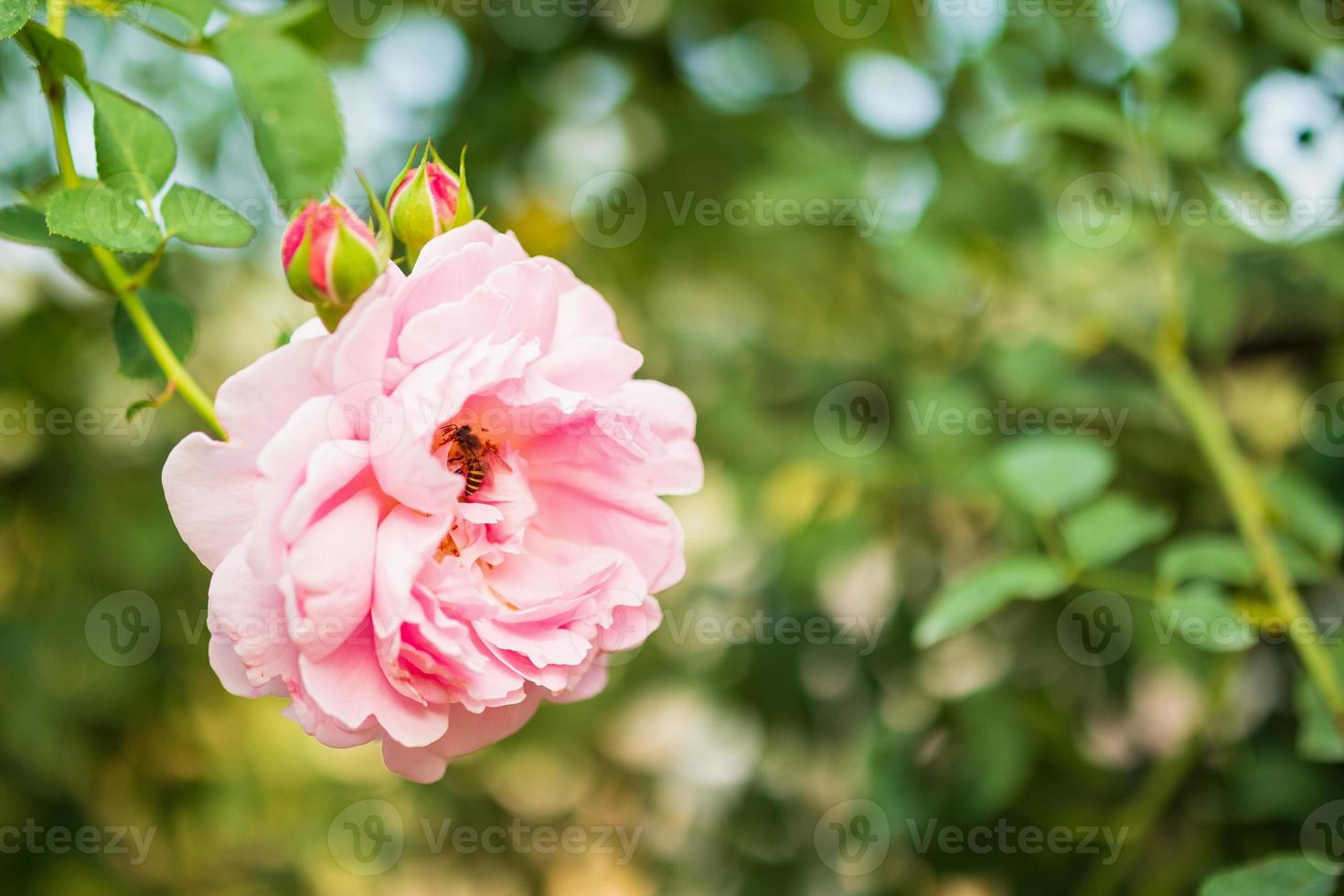 hermosa flor de rosas rosadas de colores en el jardín foto