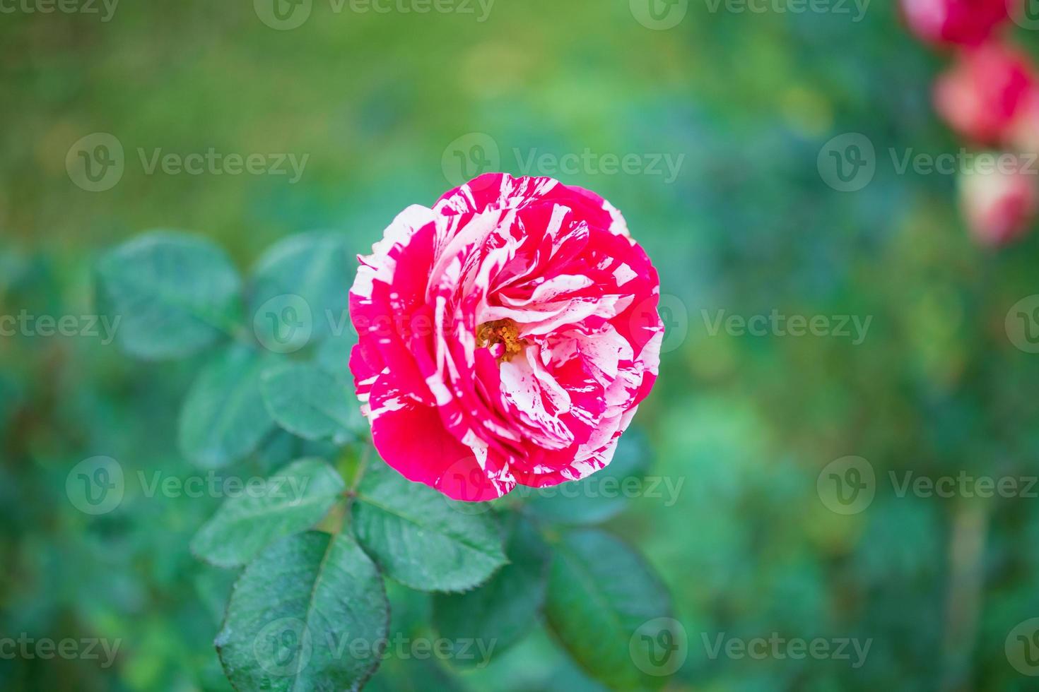 Beautiful red roses flower in the garden photo