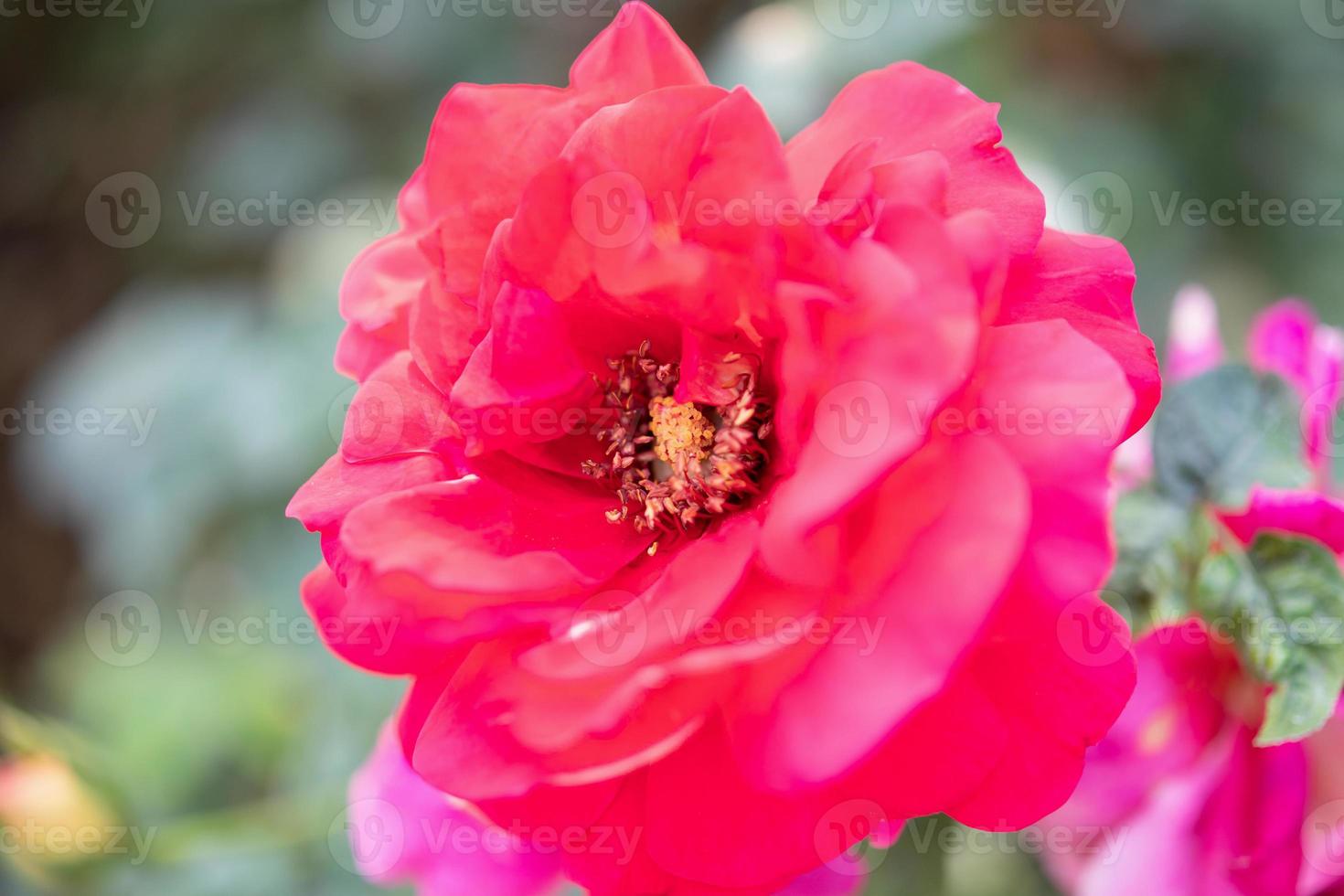 Beautiful red roses flower in the garden photo