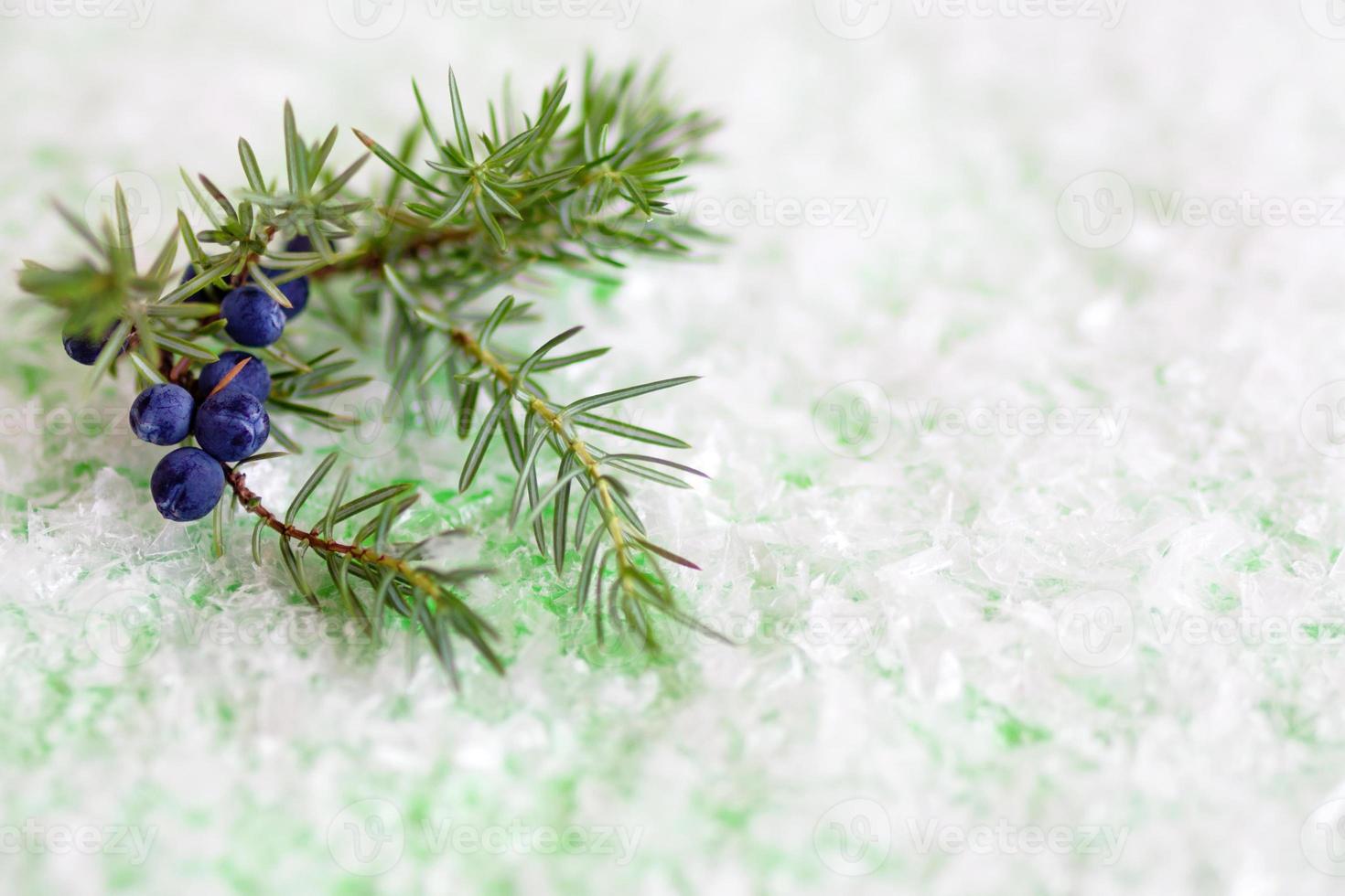 Juniper branch with berries on a green background with artificial snow. Winter composition with copy space. photo
