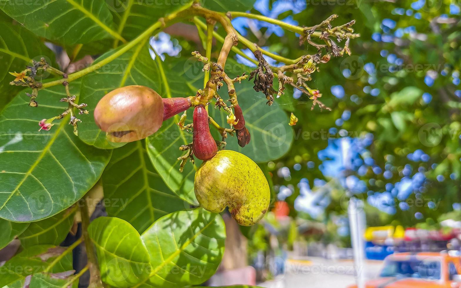 Cashew tree Anacardium occidentale with ripe fruits and nuts in Mexico. photo