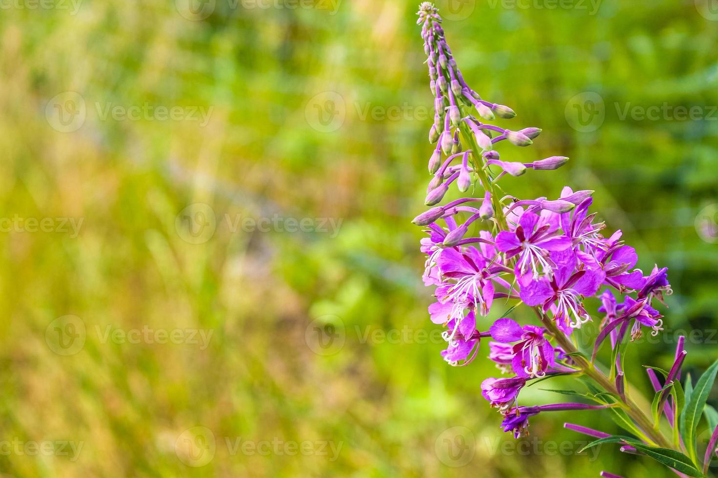 Purple pink red flowers and plants in forest nature Germany. photo