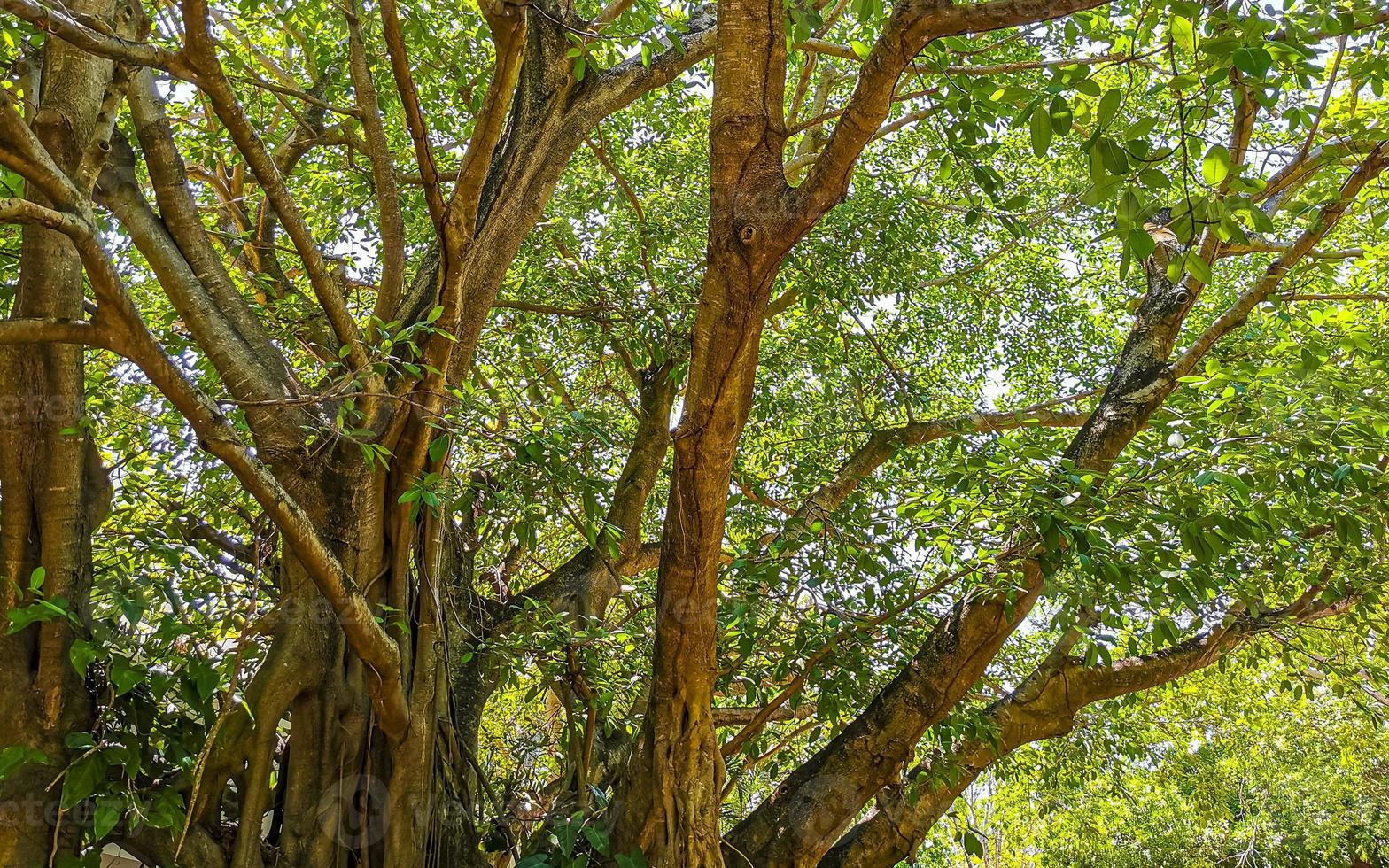 Huge beautiful Ficus maxima Fig tree Playa del Carmen Mexico. photo