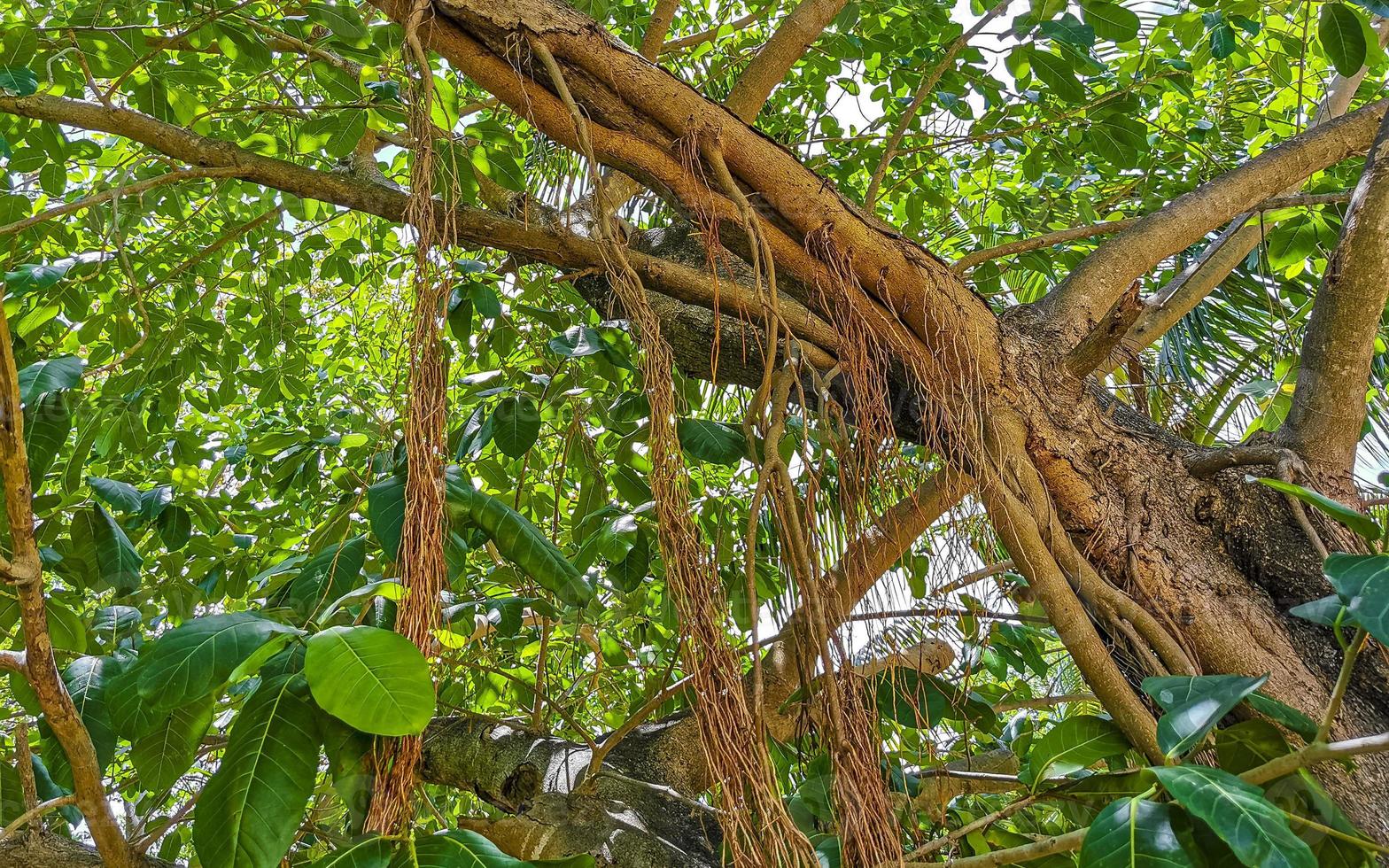 Huge beautiful Ficus maxima Fig tree Playa del Carmen Mexico. photo