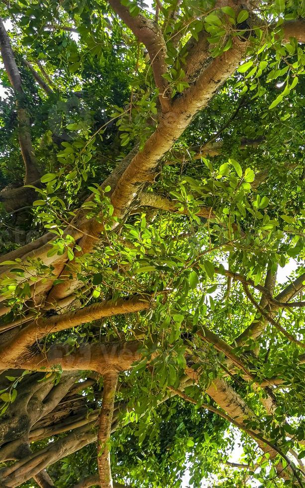 Huge beautiful Ficus maxima Fig tree Playa del Carmen Mexico. photo