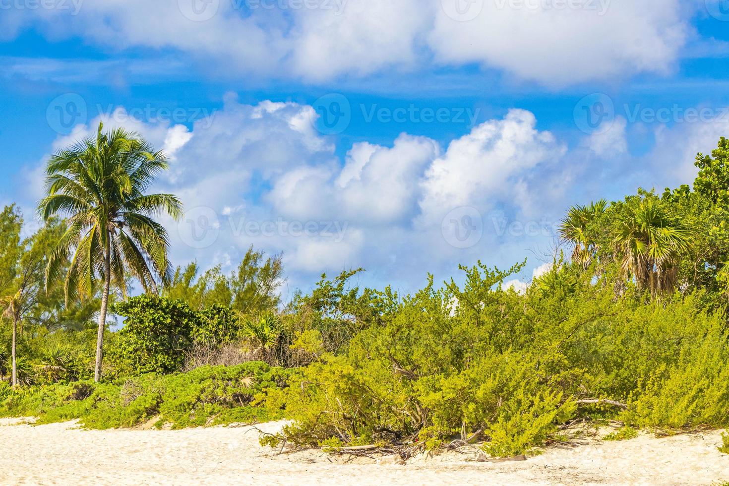 Caribbean beach fir palm trees in jungle forest nature Mexico. photo