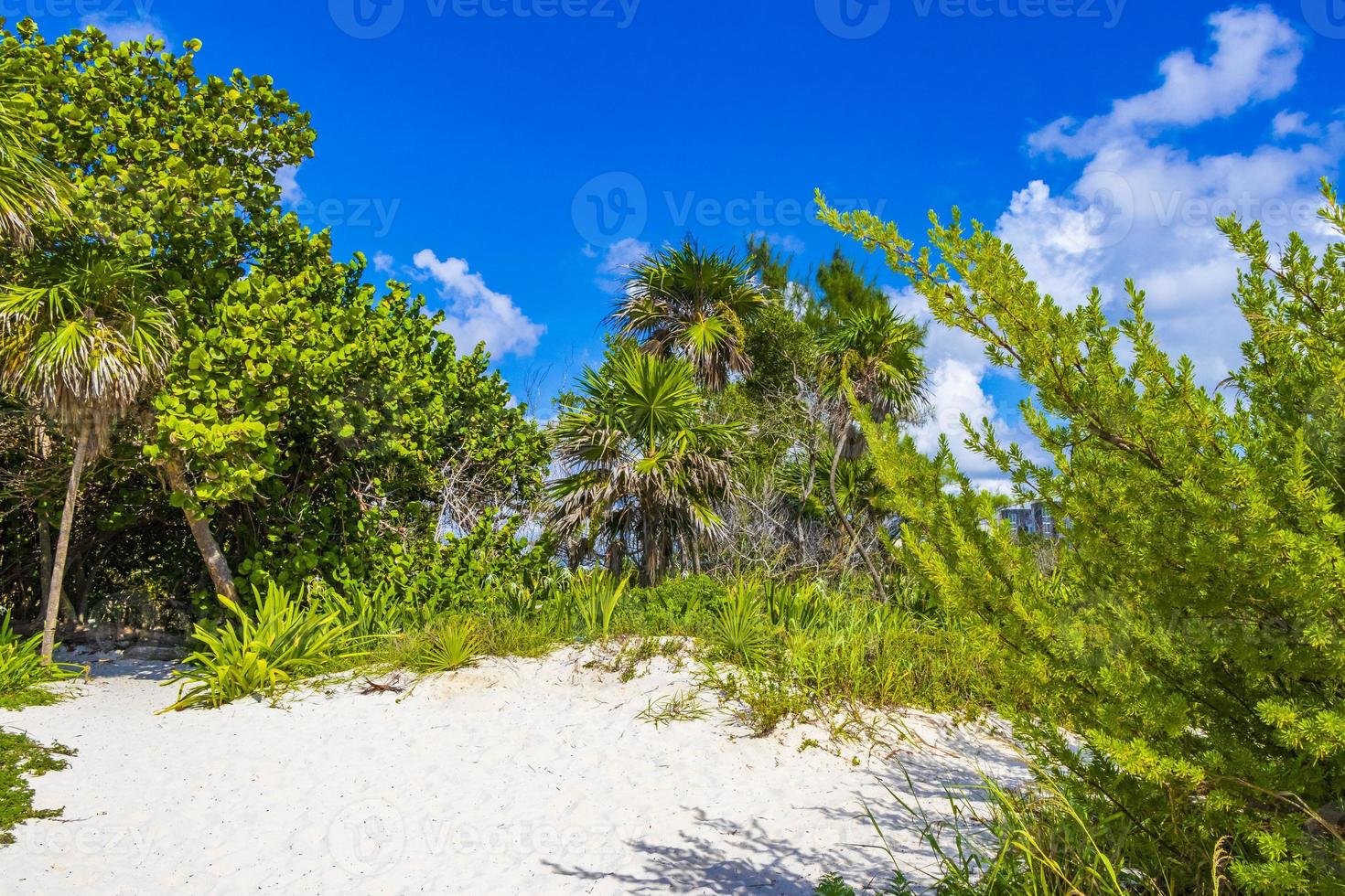 Caribbean beach fir palm trees in jungle forest nature Mexico. photo