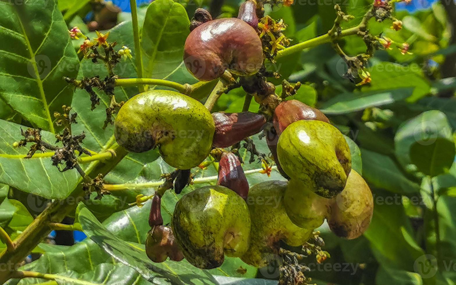 Cashew tree Anacardium occidentale with ripe fruits and nuts in Mexico. photo