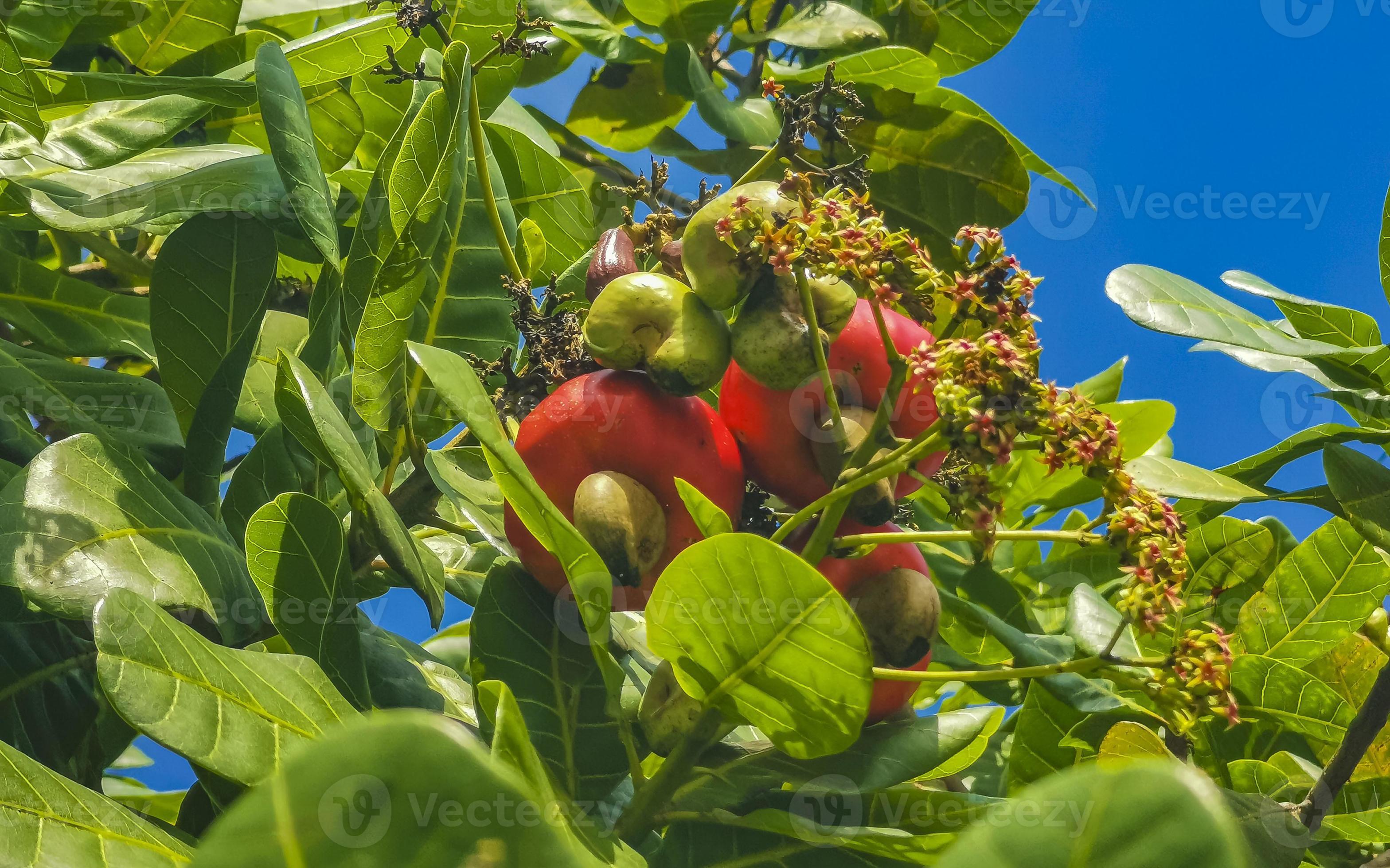 Cashew Nut Fruit Tree