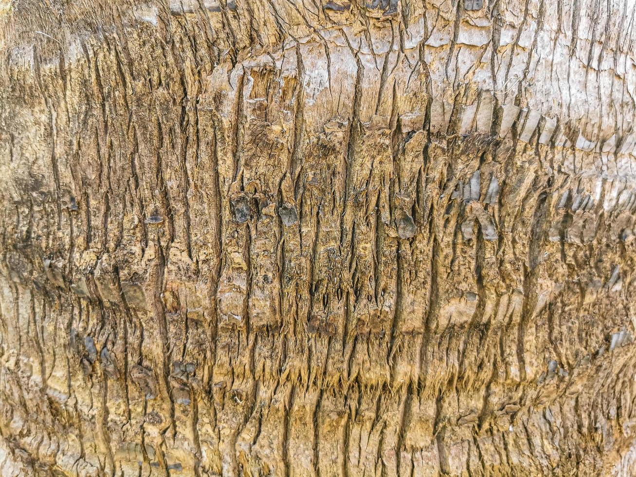 Tropical natural palm tree texture pattern trunk bark brown Mexico. photo