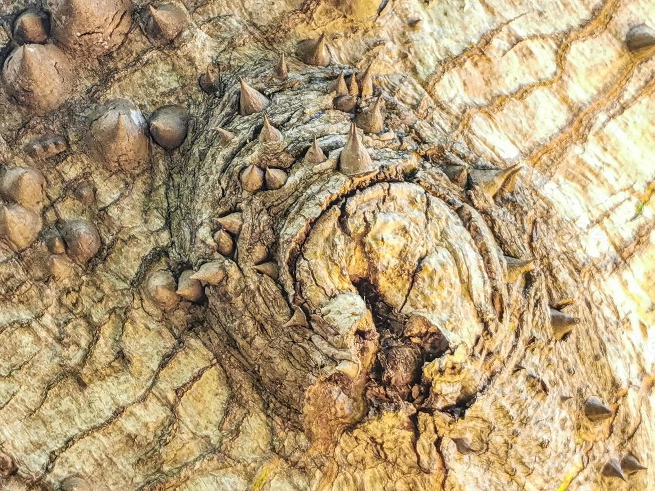Huge beautiful Kapok tree Ceiba tree with spikes texture pattern. photo