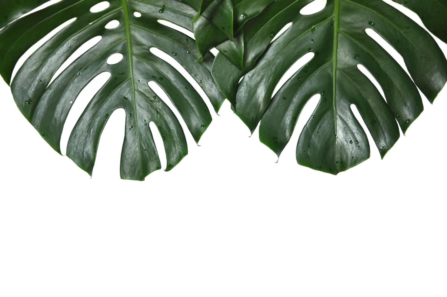 Fresh green Monstera deliciosa or Swiss Cheese plant or Hurricane Plant leaves isolated on white color background photo