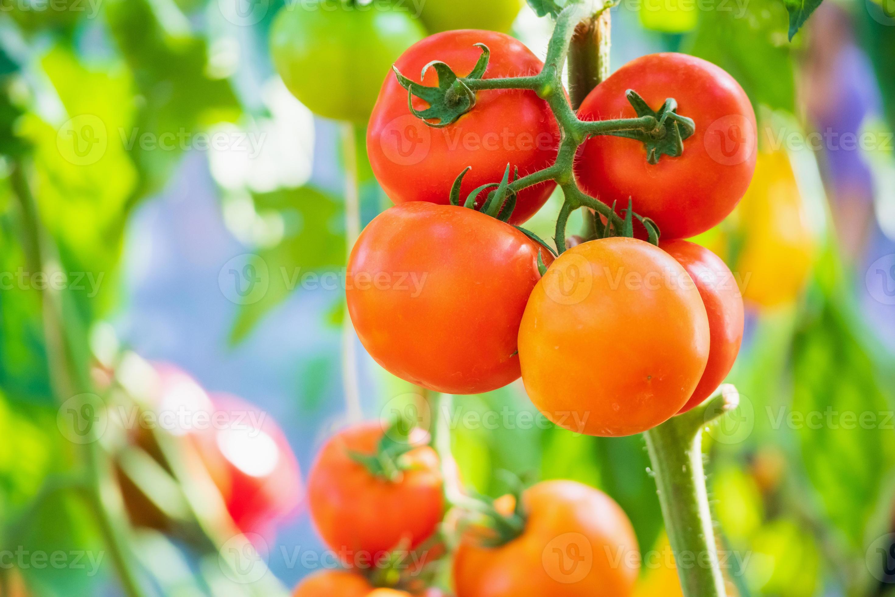 Fresh red ripe tomatoes hanging on the vine plant growing in organic