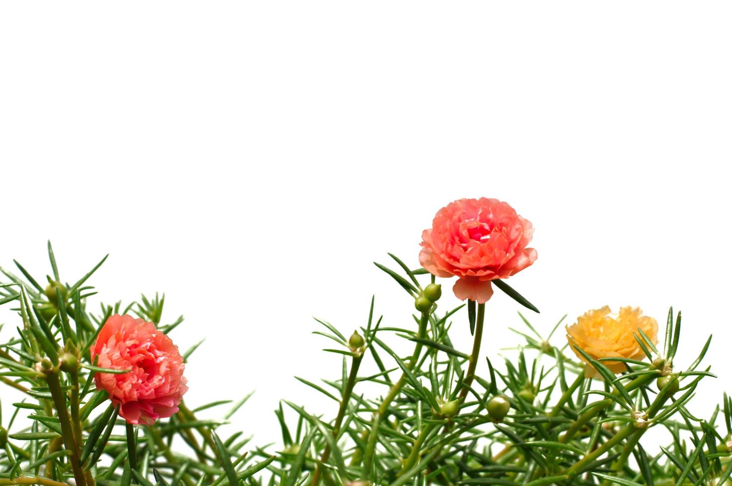 Moss Rose flower or Purslane, Ten O'Clock, Sun Rose, Portulaca flowers with green leaves hanging from the top isolated on white background photo