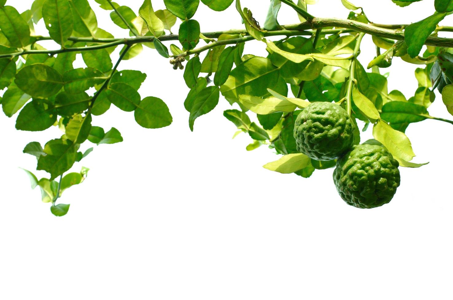 Citrus hystrix or Kaffir Lime is a citrus fruit native to tropical Asia. photo