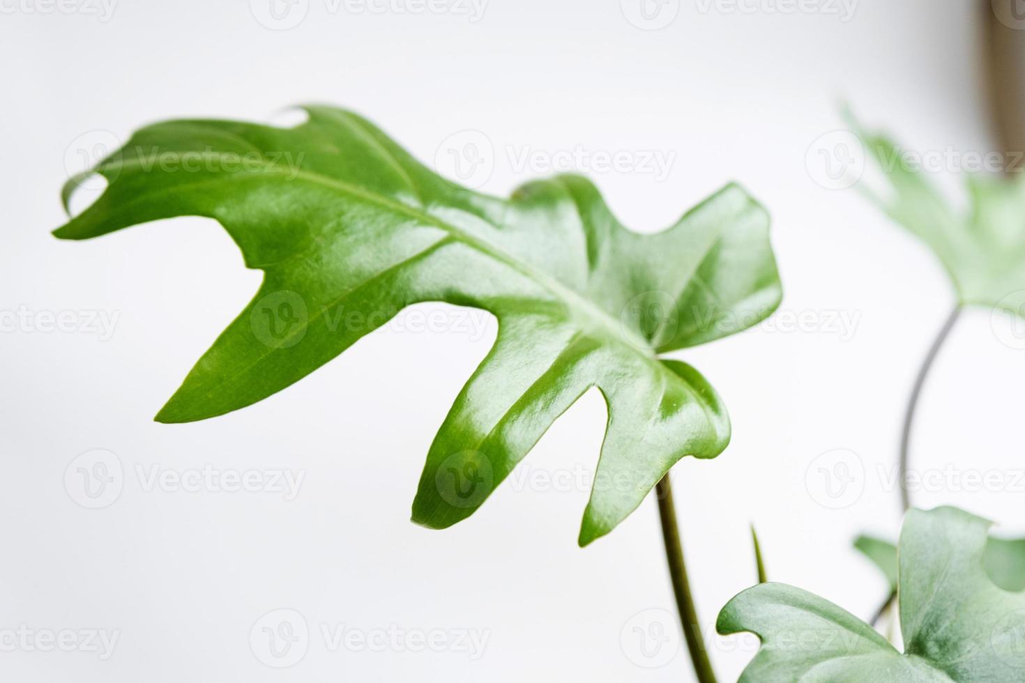 Philodendron Mayo in the interior of the house. Carved leaves of a