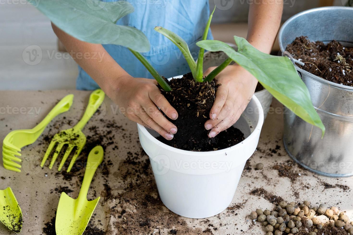 la niña trasplanta un filodendro de planta de interior en maceta a un nuevo suelo con drenaje. cuidado de plantas en maceta, riego, fertilización, rocíe a mano la mezcla con una cuchara y apisónela en una maceta. foto