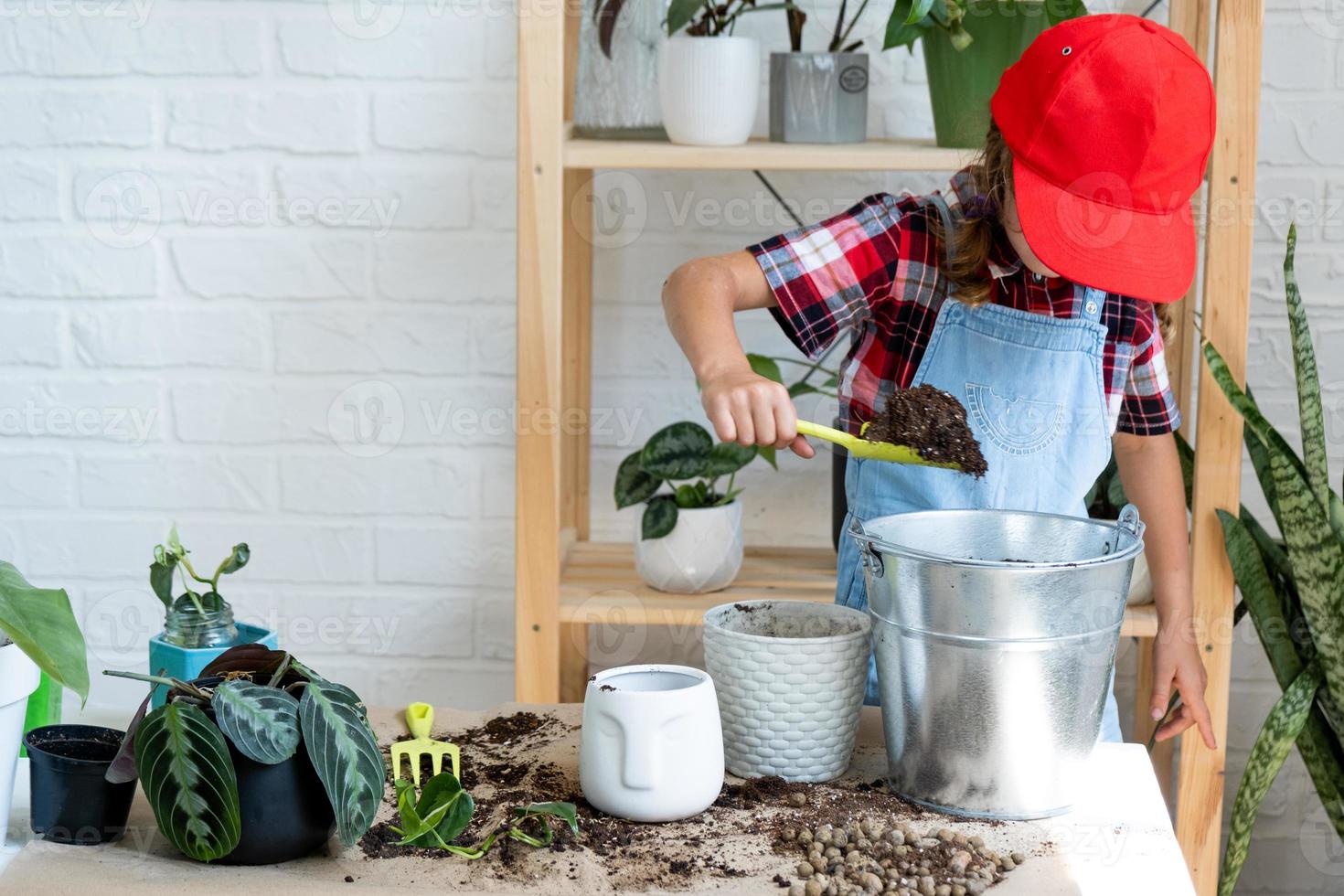 Girl transplants a potted houseplant philodendron into a new soil with drainage. Potted plant care, watering, fertilizing, hand sprinkle the mixture with a scoop and tamp it in a pot. photo