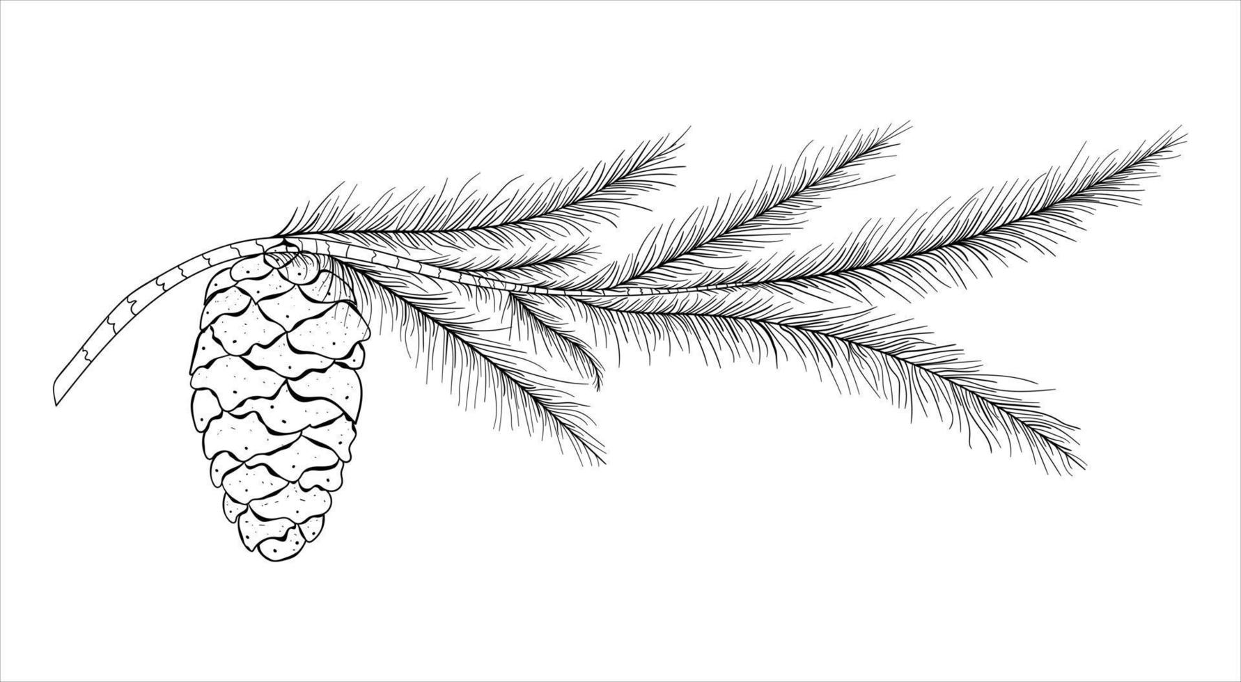 Hand Drawn Coniferous Tree Branch With Pine Cone On A White Background vector