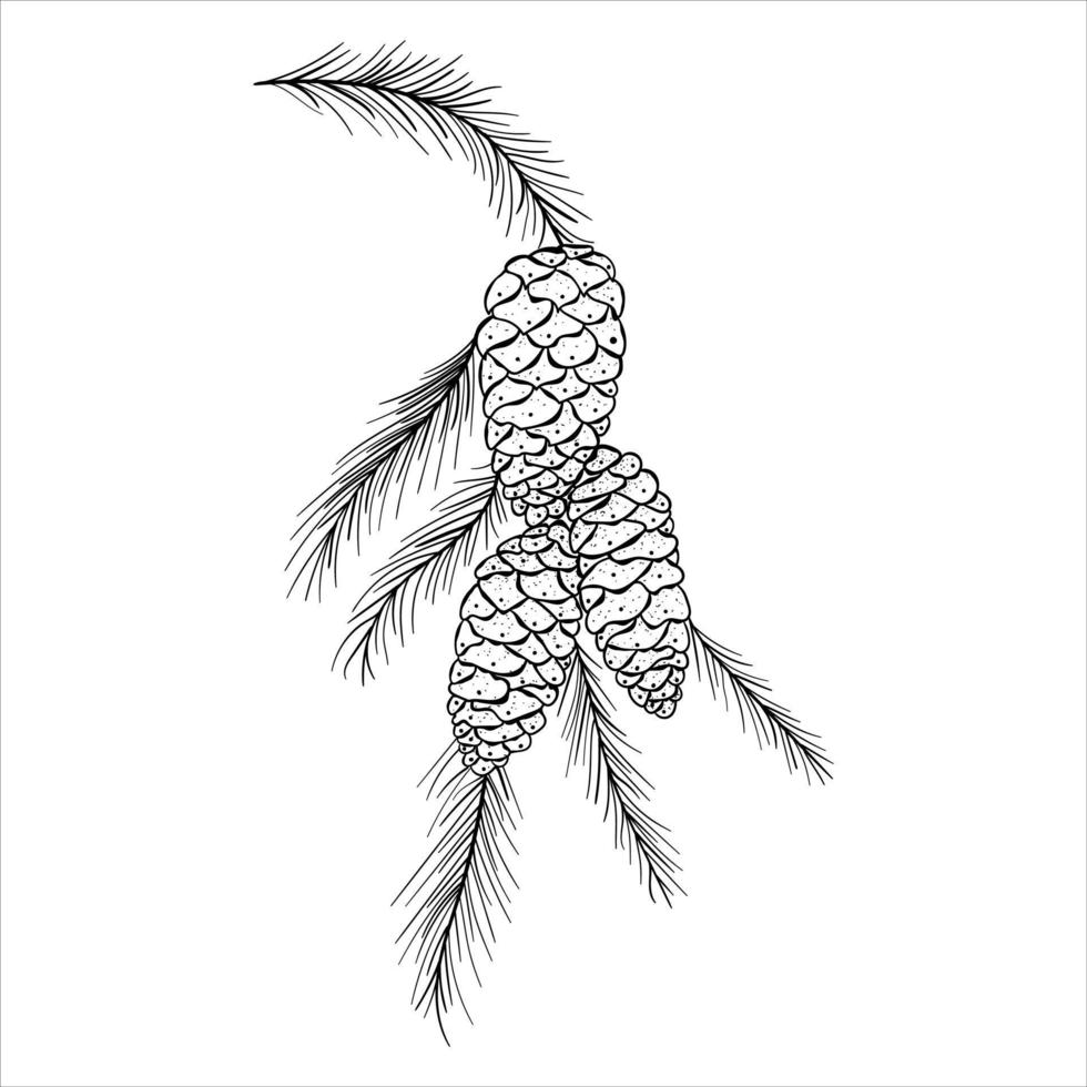 rama de árbol de coníferas dibujada a mano con tres conos de pino sobre un fondo blanco vector