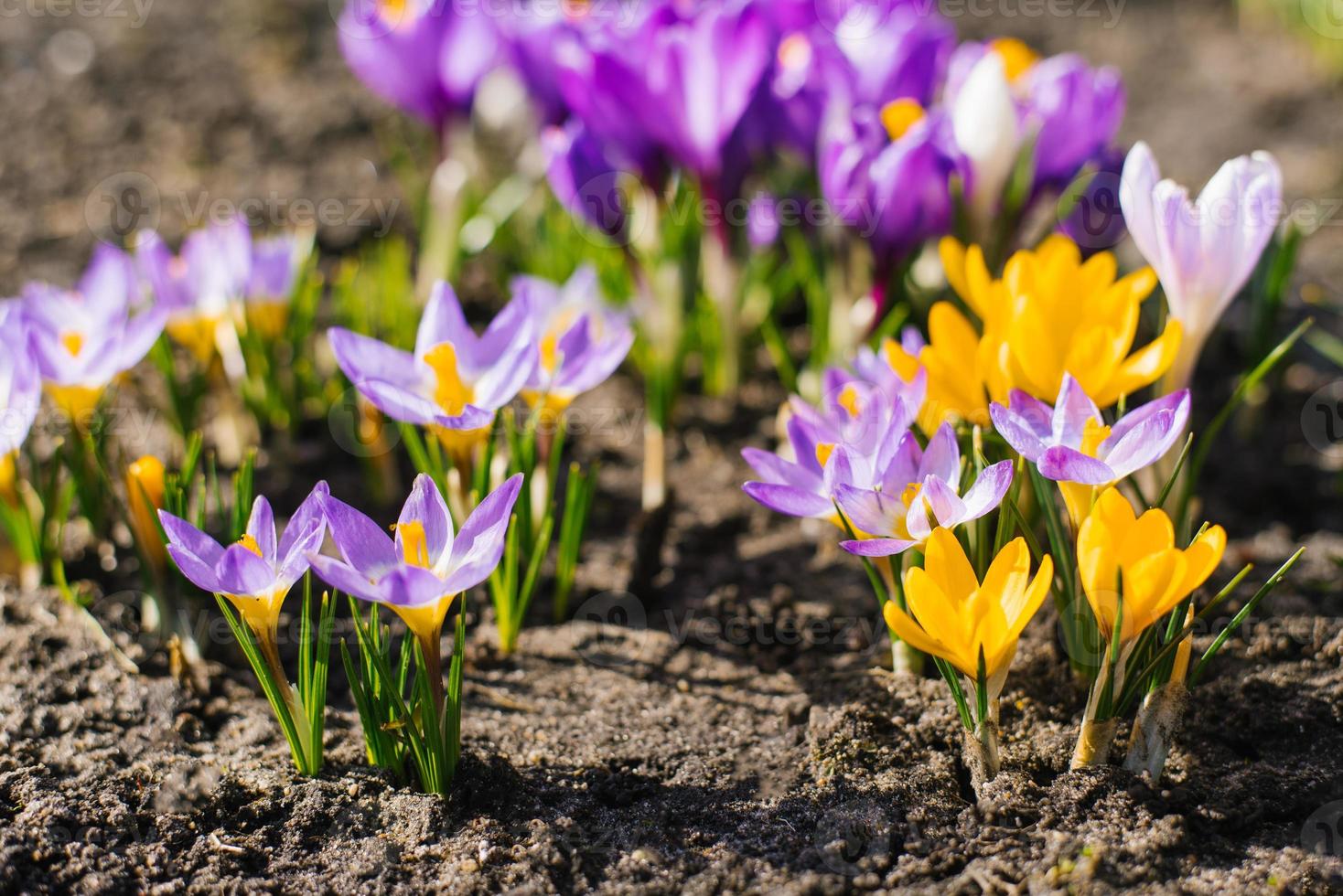 Spring crocus flowers bloom in the garden photo