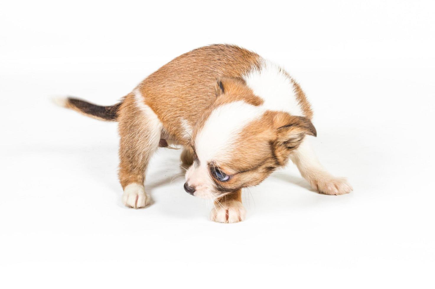 chihuahua puppy view photo