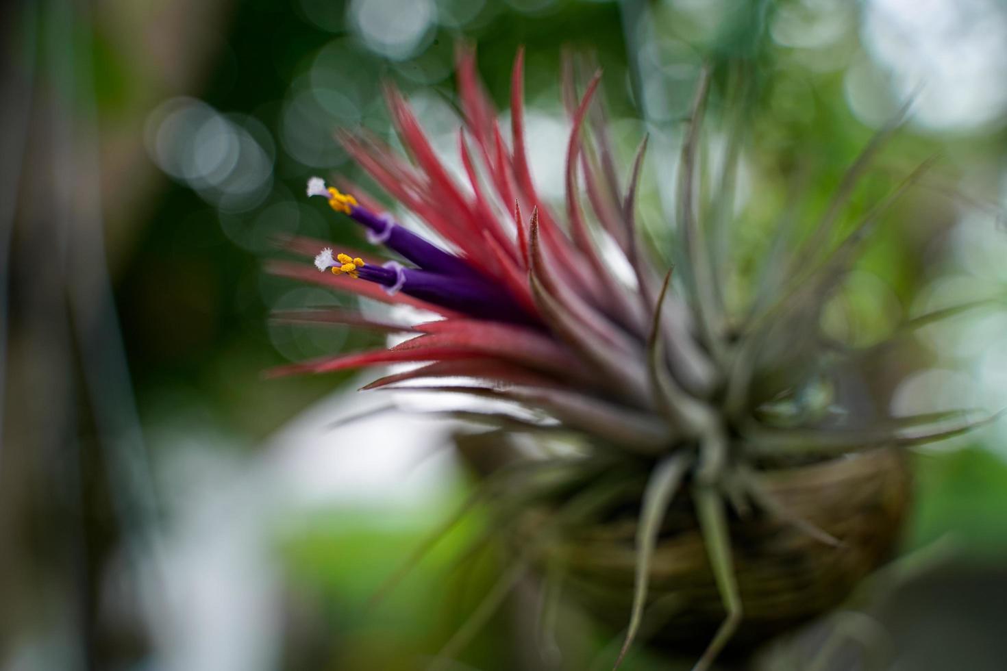 tillandsia ionantha, flores moradas, amarillas y blancas de primer plano, que son purificadores de aire y decoración del hogar. foto