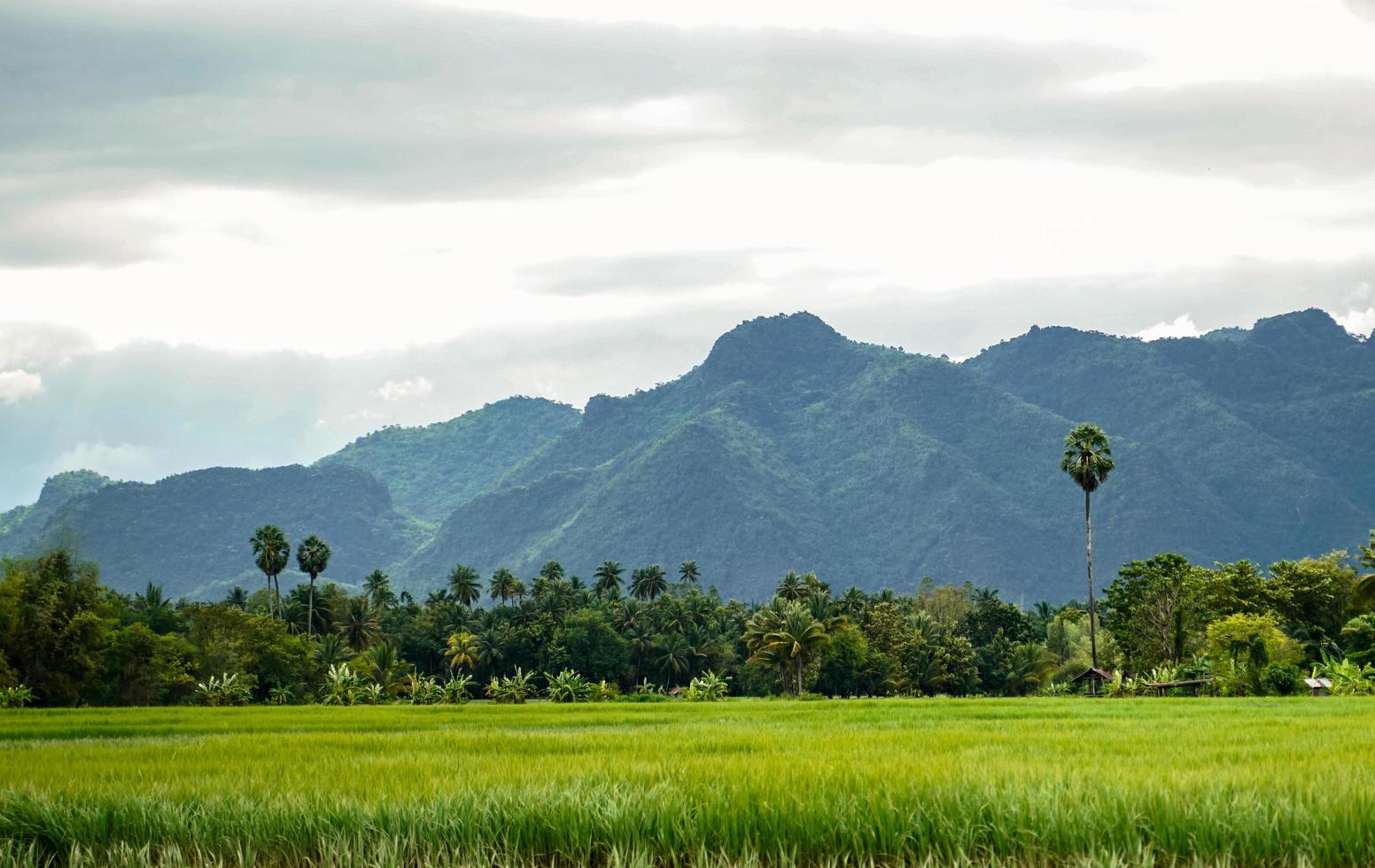 Green rice field with mountain background under cloudy sky after rain in rainy season, panoramic view rice . photo