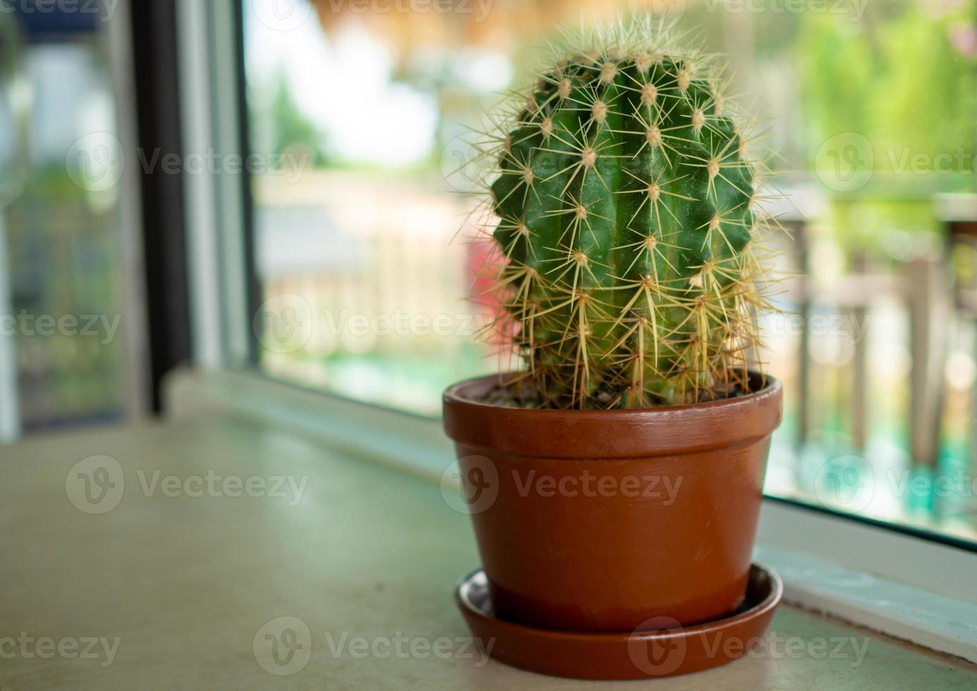 A close up of a cactus On a blurred background photo